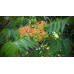 Ailanthus